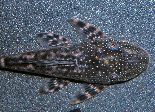 Lasiancistrus tentaculatus  = dorsal view