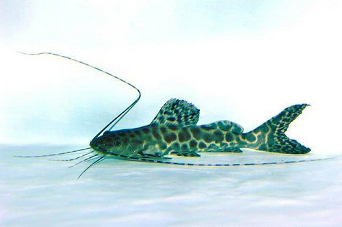 Leiarius marmoratus 