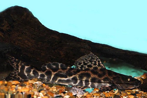 Leiarius marmoratus