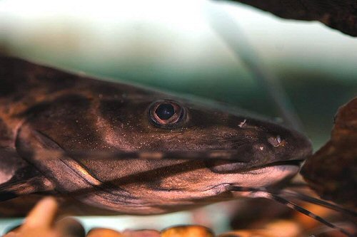 Leiarius marmoratus  = Head view