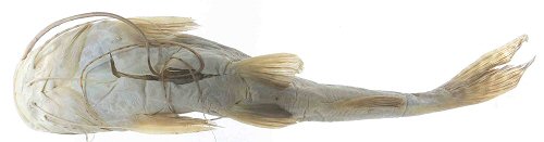 Leiarius perruno = holotype ventral view