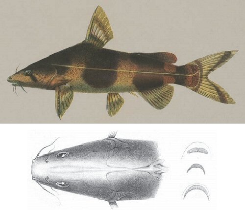 From Bleeker, P., The Fishes of the Indian Archipelago described and elucidated. Volume 1 Silur. Batavia Typus Lange Et Co. 1858.