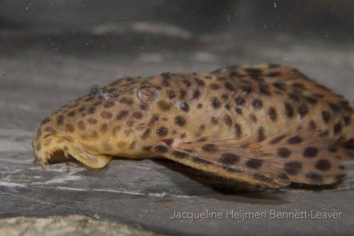 Leporacanthicus heterodon = head view