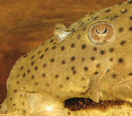 Leporacanthicus sp. ( L 263) = Head profile of Male