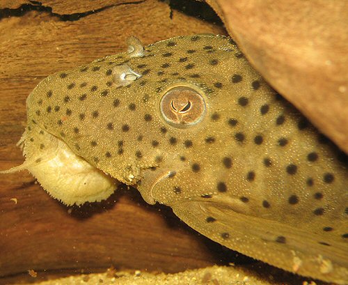 Leporacanthicus sp. (L263) = Head profile of Male showing the iris nearly closed