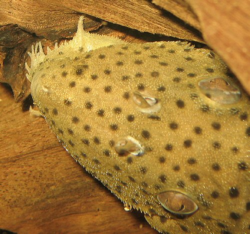 Leporacanthicus sp. (L263) = Showing head from above