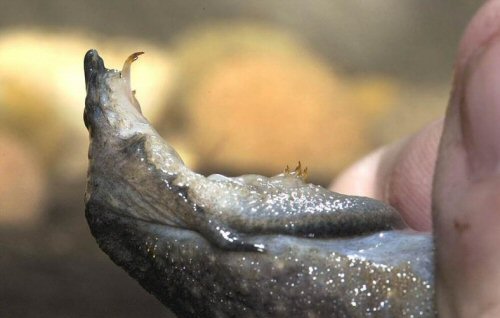 Leporacanthicus sp. (L473) = showing teeth