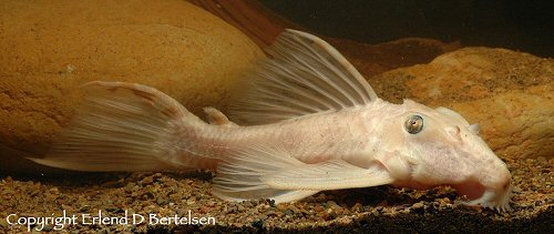 Leporacanthicus triactis = white coloured specimen