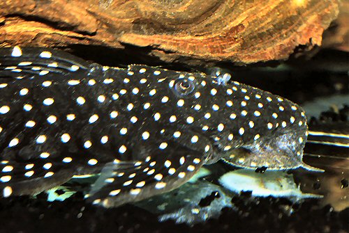 Leporacanthicus sp. (L241) = head view