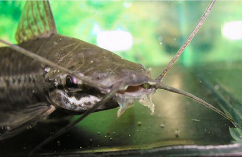 Lepthoplosternum altamazonicum = head view