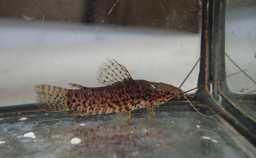 Lepthoplosternum beni - From the Madre de Dios, Tambopata Reserve, Peru