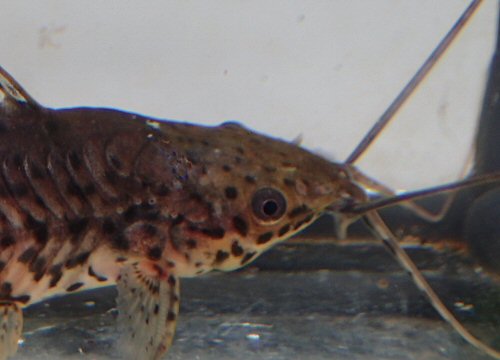 Lepthoplosternum beni  -  Head view - From the Madre de Dios, Tambopata Reserve, Peru 