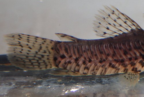 Lepthoplosternum beni - Dorsal and caudal view - From the Madre de Dios, Tambopata Reserve, Peru 