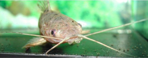 Lepthoplosternum tordilho = head view