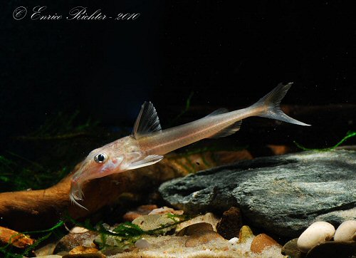 Leptodoras cf. cataniai 'Nanay Form'