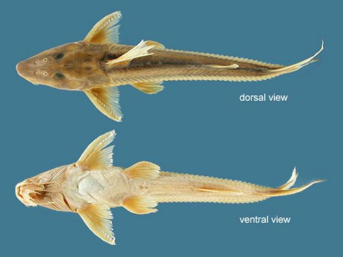 Leptodoras nelsoni  = dorsal and ventral view