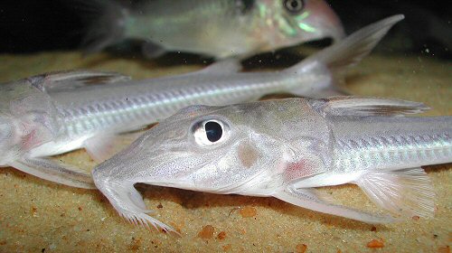 Leptodoras acipenserinus  = head view