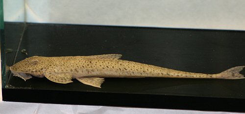 Limatulichthys griseus