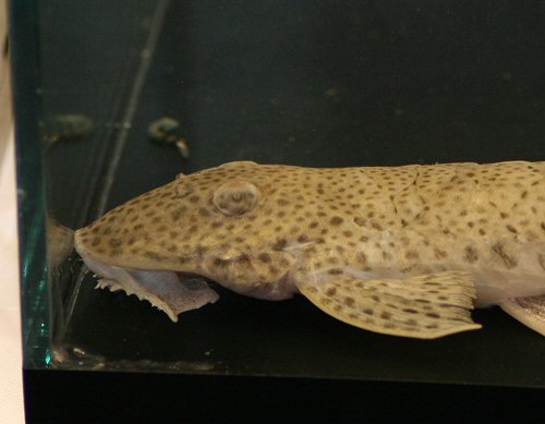 Limatulichthys griseus  = head view