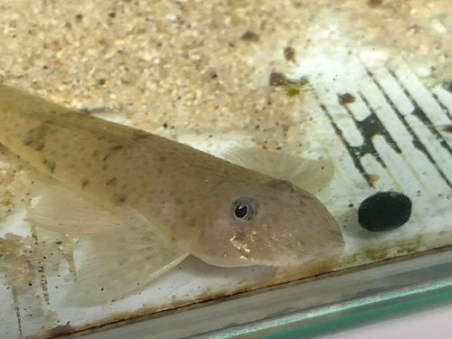 Limatulichthys griseus = head view