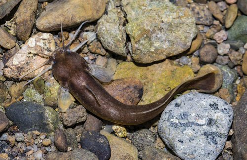 Liobagrus chenhaojuni = dorsal view