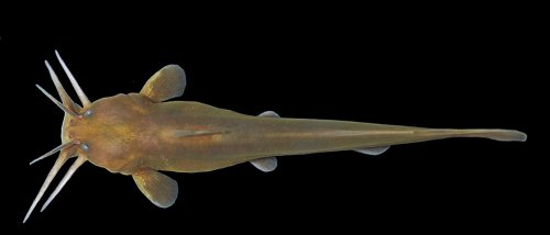 Liobagrus geumgangensis = Dorsal view-Holotype-male-in life, Geum River, Namyang-myeon, Cheongyang-gun, South Korea