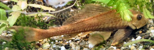 Pterygoplichthys sp. "Gold"