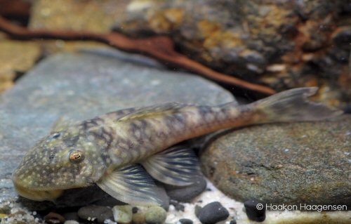 Lithoxancistrus orinoco