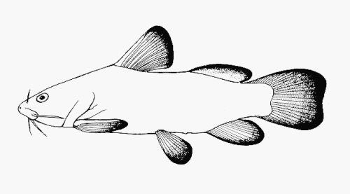 Lophiobagrus aquilus = line drawing