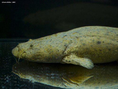 Lophiosilurus alexandri  = Head view