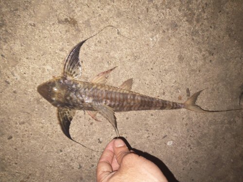 Loricaria apeltogaster = Unnamed Road, Entre Ríos, Argentina 