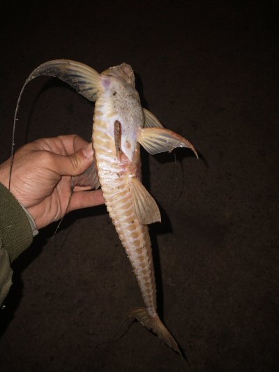 Loricaria apeltogaster = Ventral view-Unnamed Road, Entre Ríos, Argentina