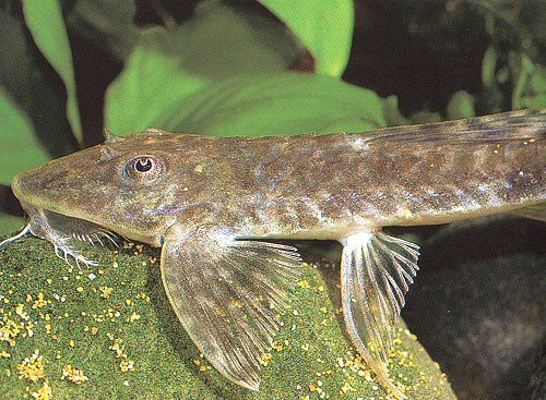 Loricaria cataphracta  = Head View