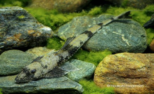 Loricaria lata = Rio Tocantins, Brazil 