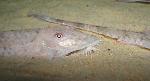 Loricaria luciae = head view