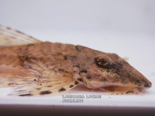 Loricaria luciae = head view