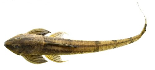 Loricaria nimairaco = Paratype-head view, Colombia, Putumayo, Puerto Asís, Putumayo River