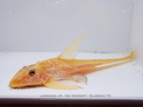 Loricaria nimairaco = albino