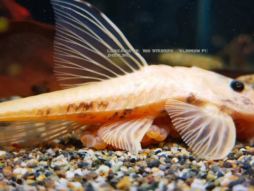 Loricaria nimairaco = Albino-male taking care of the eggs