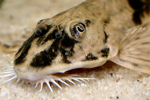 Loricaria simillima = head view