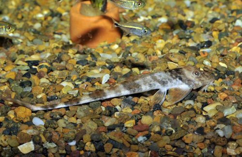 Loricaria sp. 'Rio Orituco'