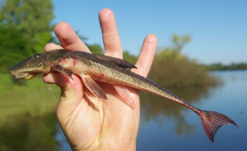 Loricariichthys anus = Rio Olimar Grande, Region-Treinta y Tres