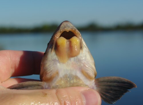 Loricariichthys anus = mouth view