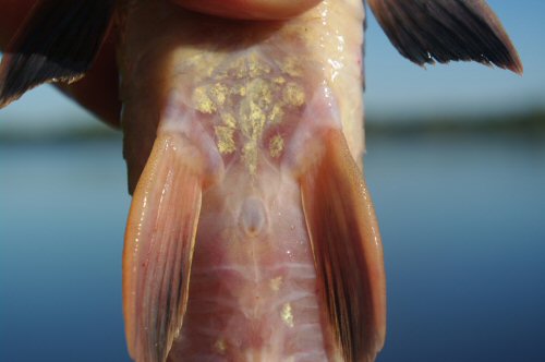 Loricariichthys anus = ventral view