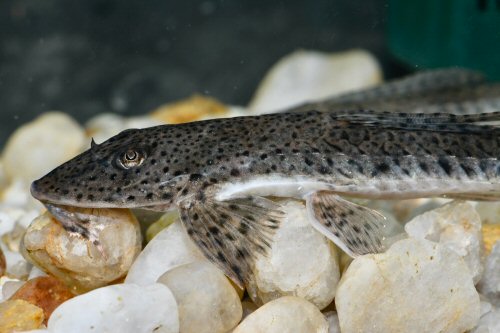 Loricariichthys derbyi  = head view