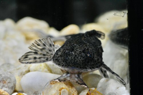 Loricariichthys derbyi = head view