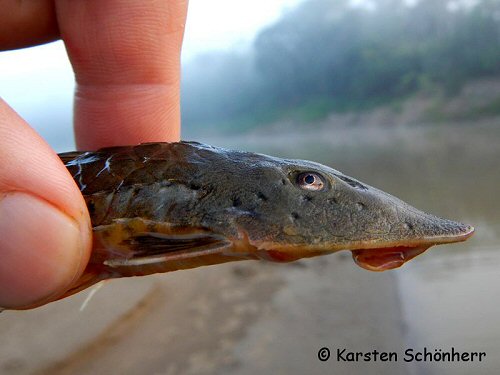 Loricariichthys hauxwelli = head view