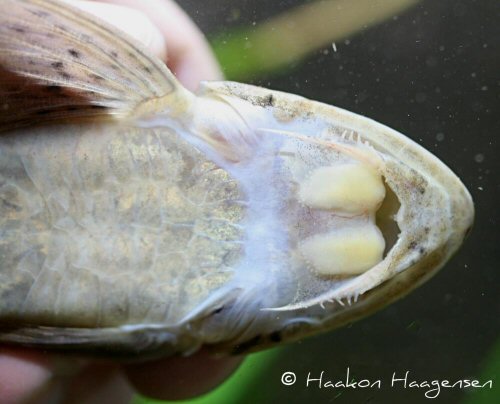 Loricariichthys maculatus = Underside showing mouth structure