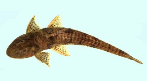 Loricariichthys maculatus = dorsal view