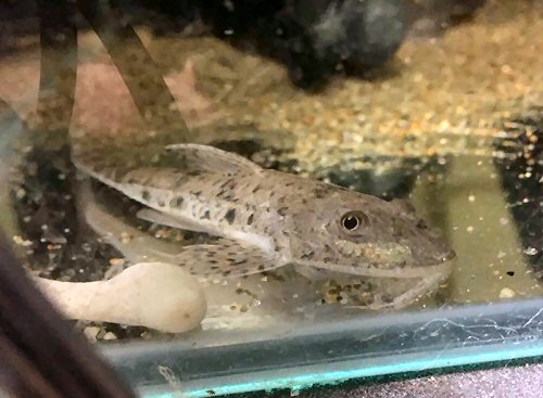 Loricariichthys platymetopon = head view